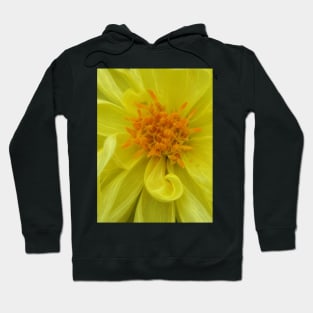 closeup macro photography of bright glowing yellow dahlia bloom with yellow gold coloured complex structured center Hoodie